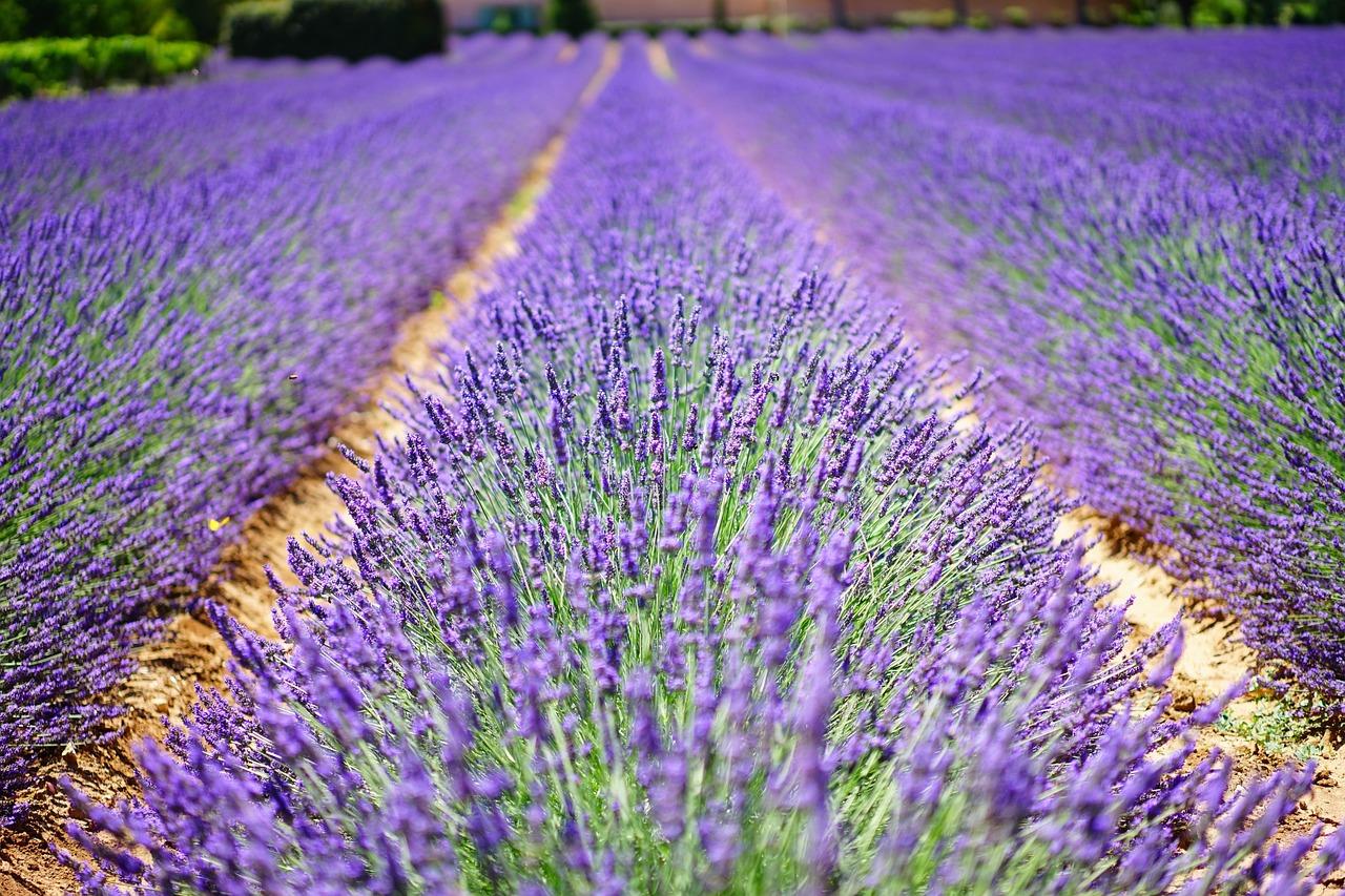 Provence and lavender