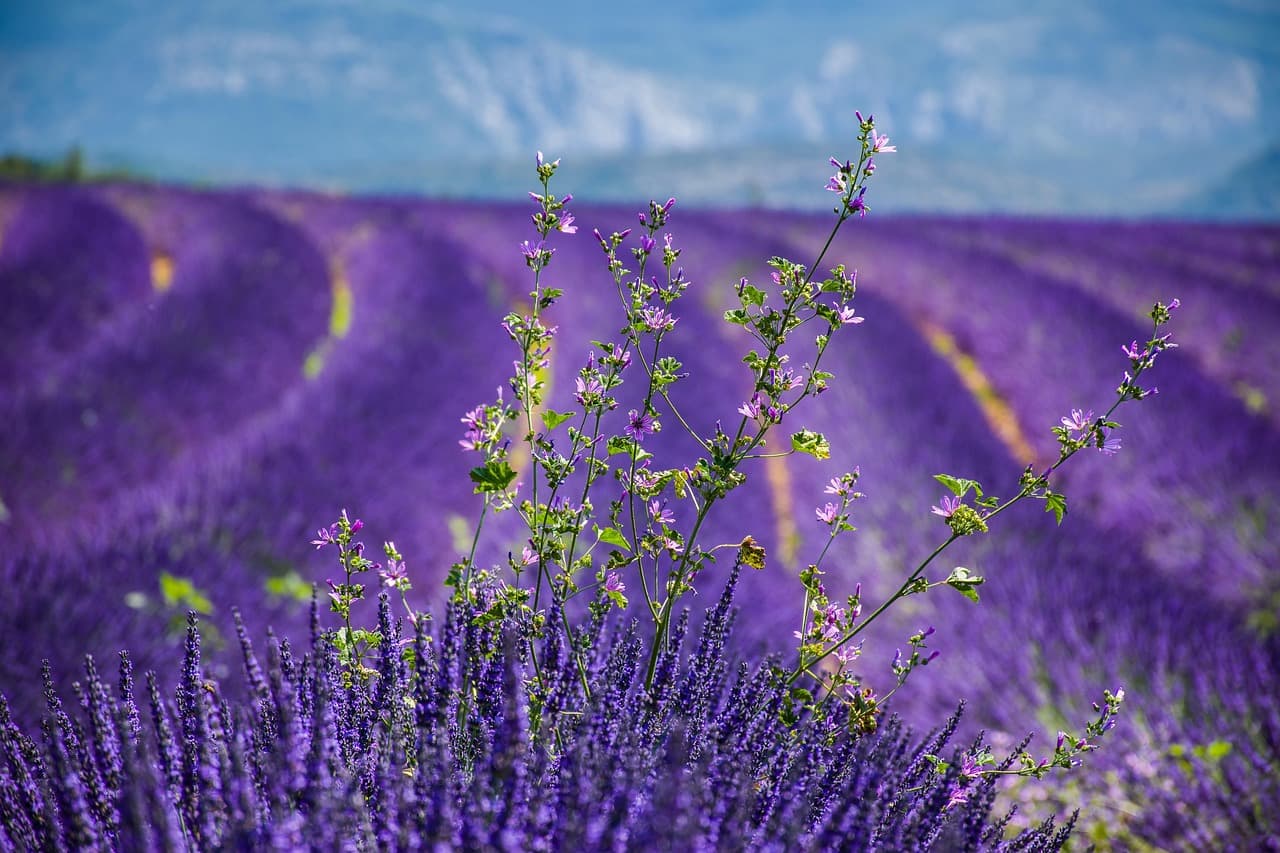 Provence ve lavanta